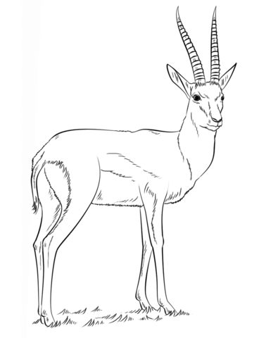 Thomson'S Gazelle Coloring Page